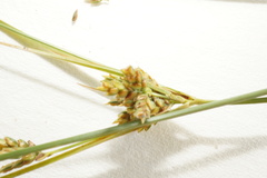 Cyperus houghtonii
