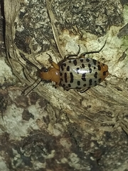 Eurycoleus macularius