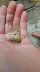 Parnassius clodius claudianus