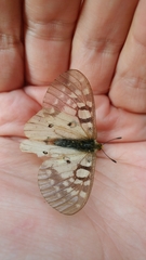Parnassius clodius claudianus