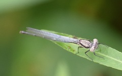 Onychargia atrocyana