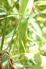 Neoconocephalus exiliscanorus