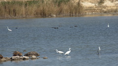Egretta garzetta