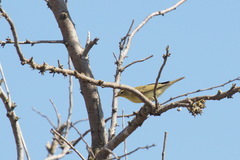 Phylloscopus