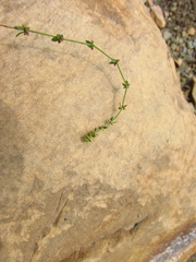 Galium verticillatum