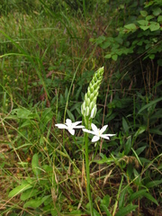 Ornithogalum arcuatum