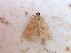 Evergestis pallidata