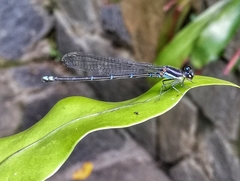 Argia oculata