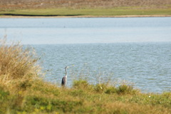 Ardea cinerea