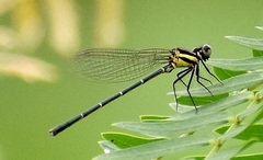 Onychargia atrocyana