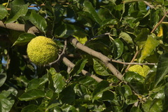 Maclura pomifera