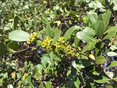 Salacia
