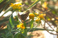 Argynnis pandora