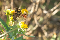 Argynnis pandora