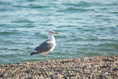Larus michahellis
