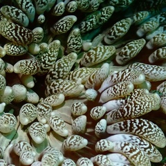 Heteractis