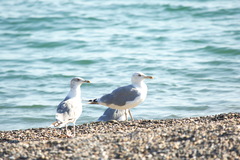 Larus michahellis