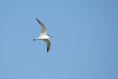 Thalasseus sandvicensis