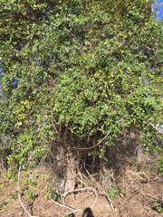 Salacia