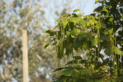 Catalpa bignonioides