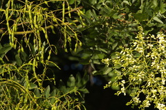 Styphnolobium japonicum