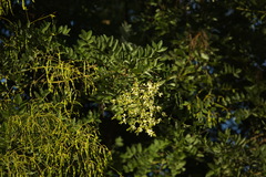 Styphnolobium japonicum