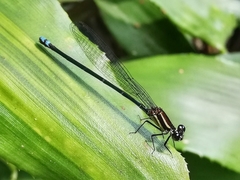 Argia oculata