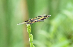 Rhyothemis variegata