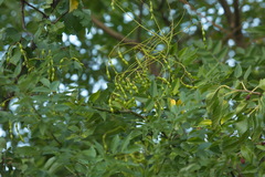 Styphnolobium japonicum