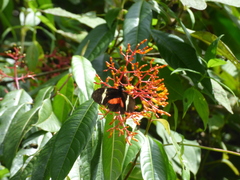 Heliconius clysonymus montanus
