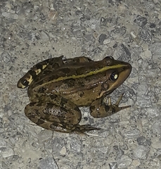 Pelophylax ridibundus