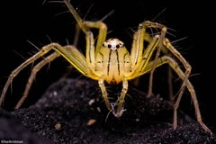 Oxyopes birmanicus