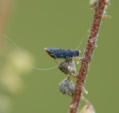 Scaphytopius frontalis