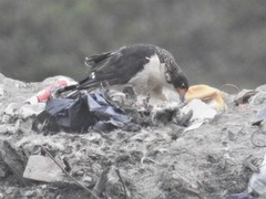 Daptrius albogularis