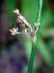 Juncus pylaei