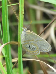 Neonympha areolatus
