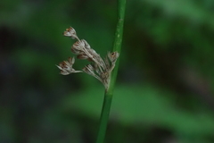 Juncus pylaei