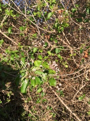 Ajugoideae