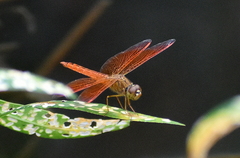 Brachythemis contaminata