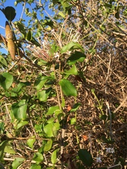 Ajugoideae