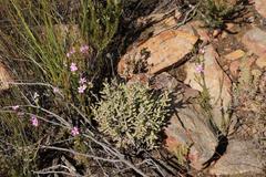 Crassula mollis