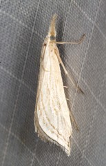 Patissa