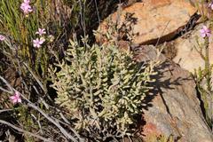 Crassula mollis