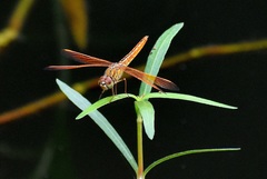 Brachythemis contaminata