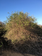 Ajugoideae
