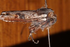 Xylena thoracica