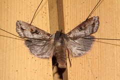 Xylena thoracica