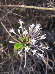 Ajugoideae
