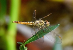 Brachythemis contaminata