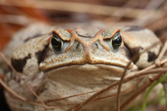 Cope's Toad photo 3